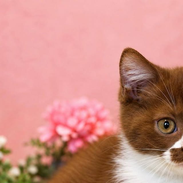 Edgar, kocur bicolor