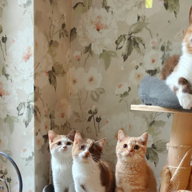 Trzy kocięta brytyjskie przy drapaku